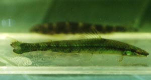 Ammocryptocharax elegans