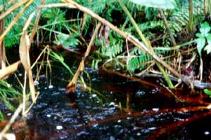 Biotope 5 a small blackwater brook 