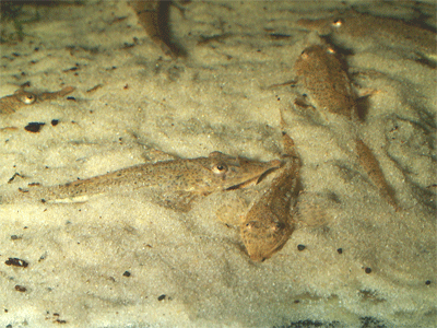 Hemiodonthychthys acipenserinus