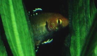 Hypseleotris cyprinoides Männchen