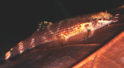 Neohomaloptera johorensis