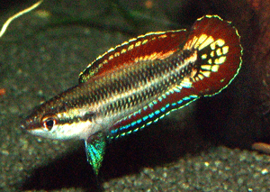 Parosphromenus quindecim Männchen