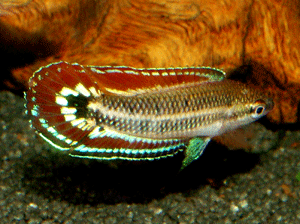 Parosphromenus quindecim Männchen 