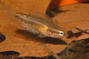 Parosphromenus quindecim Weibchen 