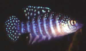 Simpsonichthys stellatus Männchen