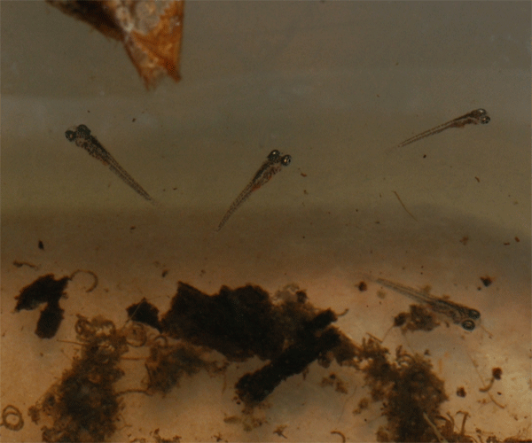 Simpsonichthys reticulatus Larven