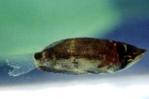 Sphaerichthys osphromeoides Jungfisch