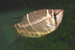 Sphaerichthys osphromeoides selatanensis