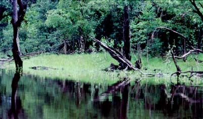 Uferbereich des A. pertensis-Biotops aus der Naehe